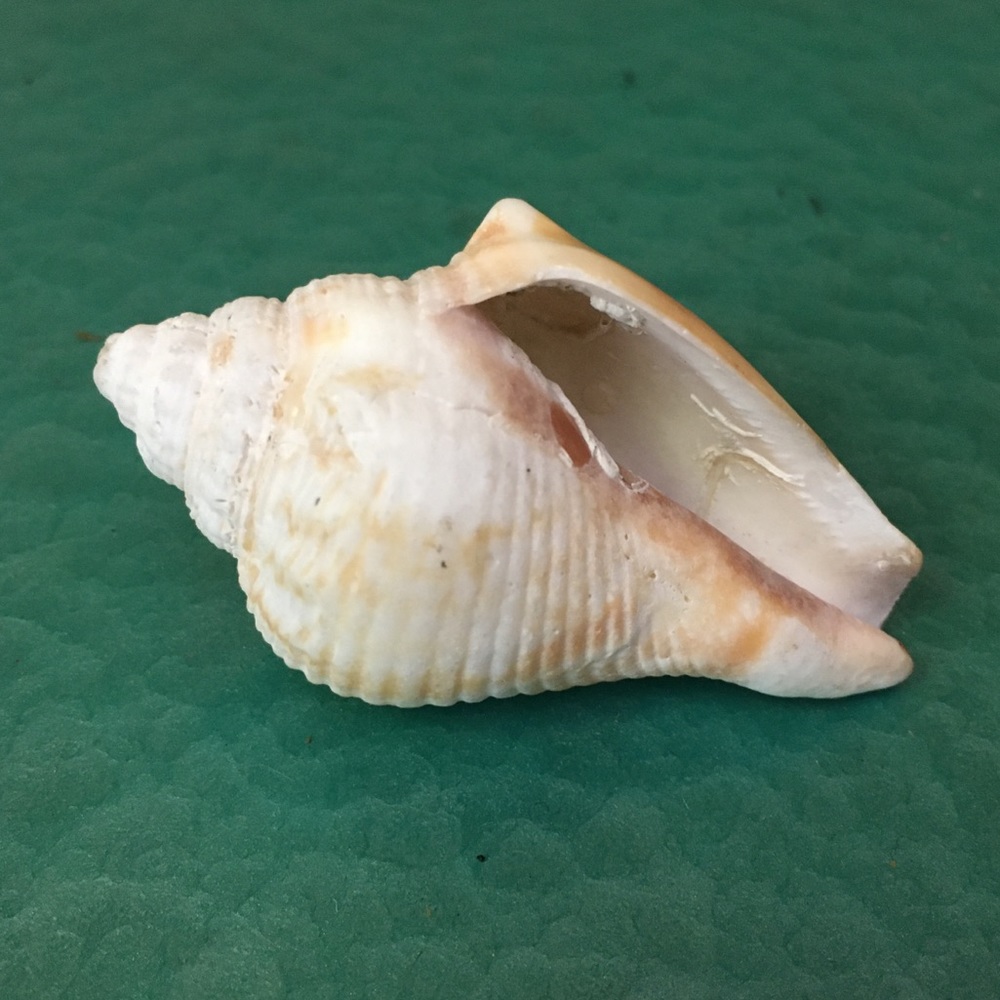 Sally Sells Seashells - Picture 2 of 3